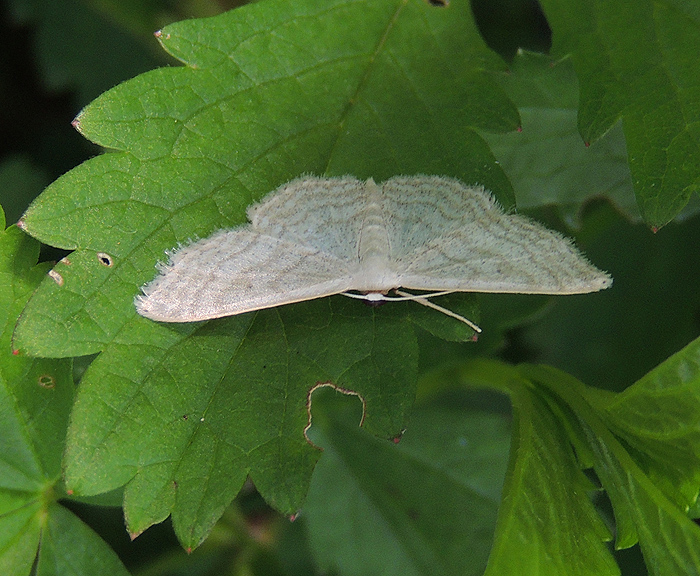 Idaea subsericeata Geometridae